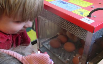 We’re hatching chicks in pre-school