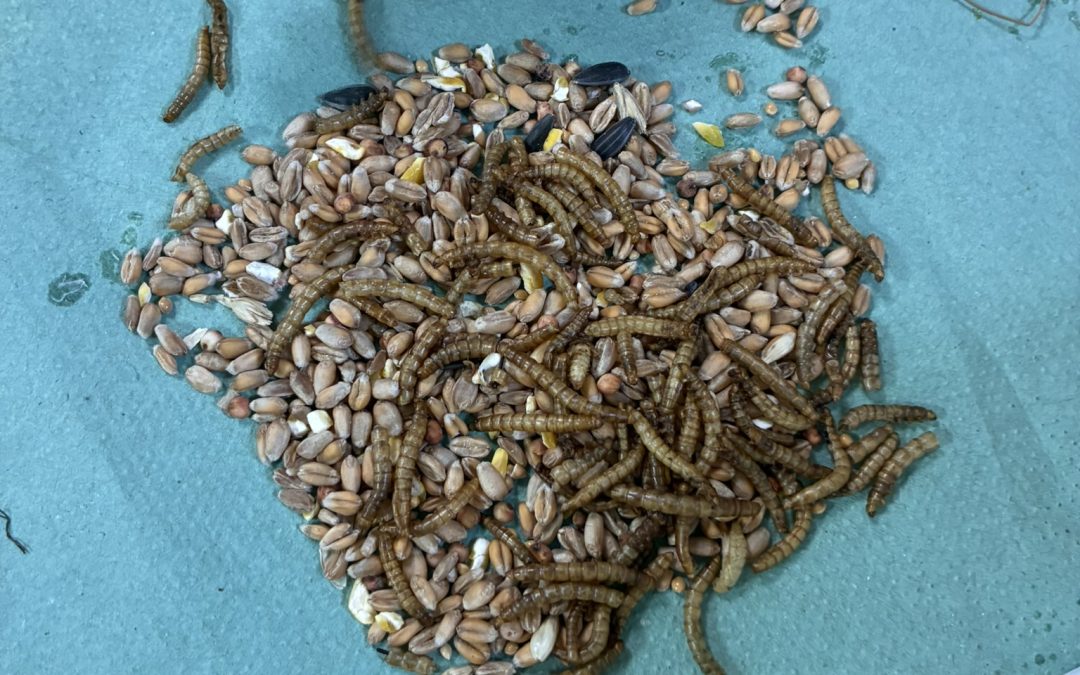 Our First Forest School